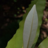 Calophyllum bracteatum Thwaites